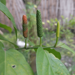 LONG PEPPER 100G